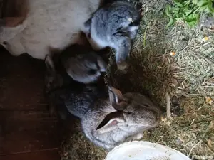 iepurași de vânzare 