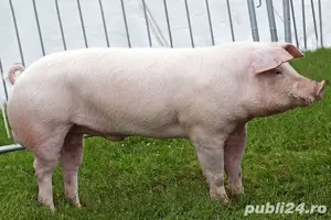 Vand porc pentru sacrificare!