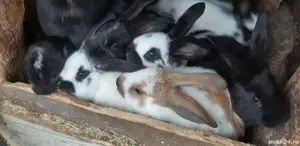 De vinzare iepurasi - imagine 3