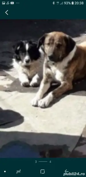 palinca de prune,donez caine,ladoi,roti banzic,surub,bacuri menghina - imagine 2