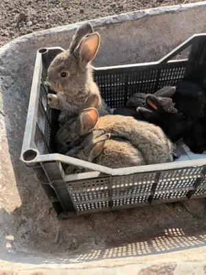 Iepurasi de vanzare - imagine 2