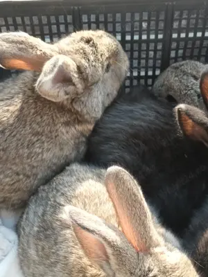 Iepurasi de vanzare - imagine 3