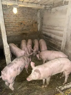 Porci grăsuni  șoldani de vanzare