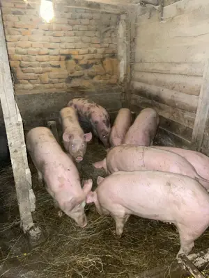 Porci grăsuni  șoldani de vanzare - imagine 3