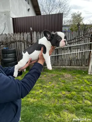 Pui bullodg francez, cadou ideal !  - imagine 4