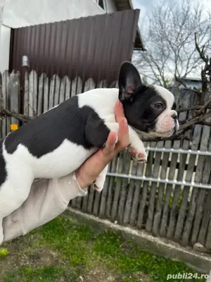 Pui bulldog francez  - imagine 3