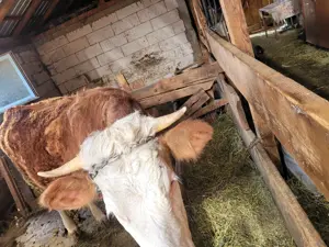 Vand o vaca baltata romaneasca cu vitea  - imagine 2