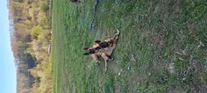 Câini ciobănești belgieni malinois 