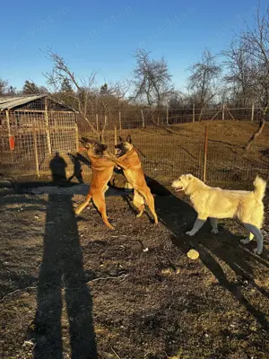 Câini ciobănești belgieni malinois  - imagine 5