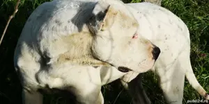 Căței dog Argentina  - imagine 2 Căței dog Argentina  - imagine 2