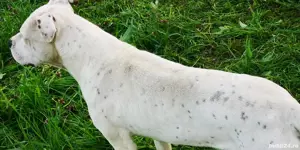 Căței dog Argentina  - imagine 3 Căței dog Argentina  - imagine 3