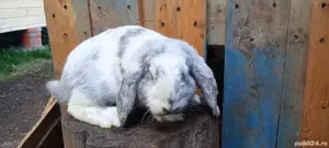 vand berbec german  - imagine 2 vand berbec german  - imagine 2