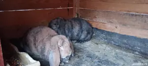 femele berbec german  - imagine 3