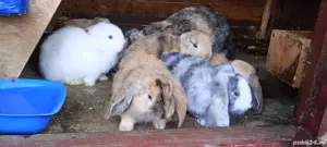 vand pui berbec german arlechin - imagine 5 vand pui berbec german arlechin - imagine 5