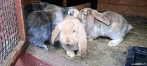 vand pui berbec german arlechin - imagine 4 vand pui berbec german arlechin - imagine 4