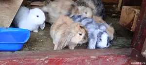 vand pui berbec german arlechin - imagine 3 vand pui berbec german arlechin - imagine 3