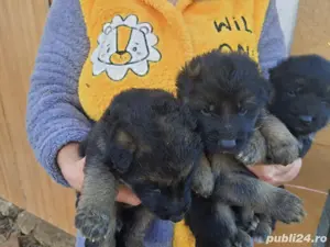 catei ciobanesc german