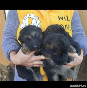 catei ciobanesc german - imagine 2