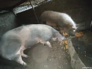 Vand purcei - imagine 3