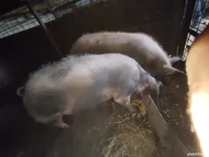 Vand purcei - imagine 5