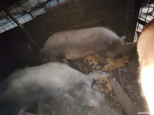 Vand purcei - imagine 2