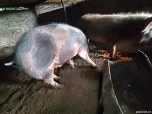 Vand purcei - imagine 4