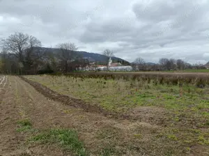 Vând teren Colțești cu plantație tuia - imagine 2