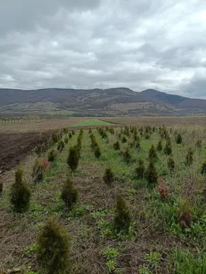 Vând teren Colțești cu plantație tuia