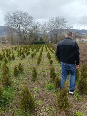 Vând teren Colțești cu plantație tuia - imagine 4