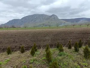 Vând teren Colțești cu plantație tuia - imagine 3