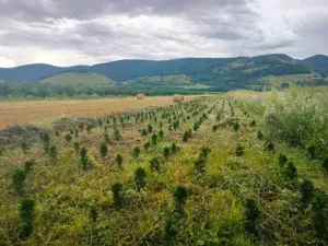 Vând teren Colțești cu plantație tuia - imagine 5