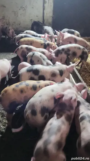 purcei diferote marimi - imagine 4 purcei diferote marimi - imagine 4