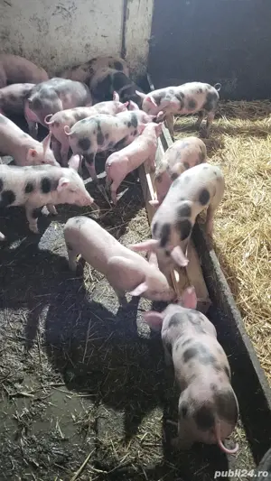 purcei diferote marimi - imagine 5 purcei diferote marimi - imagine 5