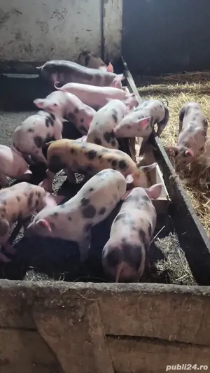 purcei diferote marimi - imagine 2 purcei diferote marimi - imagine 2