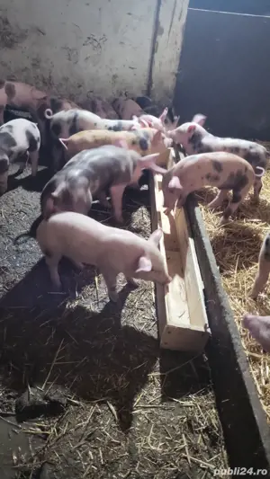 purcei diferote marimi - imagine 3 purcei diferote marimi - imagine 3