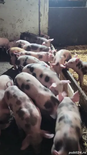 purcei diferote marimi