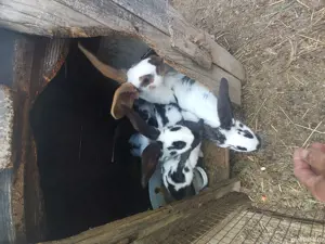 iepurași fluture german 