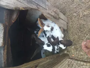 iepurași fluture german  - imagine 4