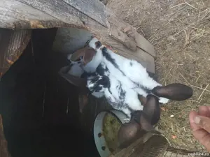 iepurași fluture german  - imagine 2