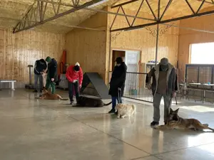 Pensiune câini de apartament - imagine 2