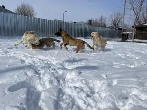 Pensiune câini de apartament - imagine 5