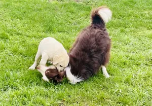 Pensiune câini de apartament - imagine 4