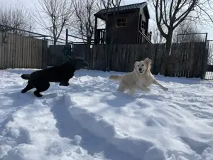 Pensiune câini de apartament - imagine 3