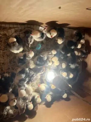 Vand pui motata olandeza si curca 