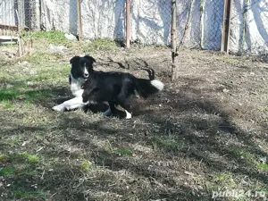 puiuti border collie  - imagine 5