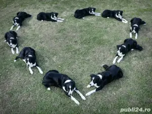 puiuti border collie  - imagine 4