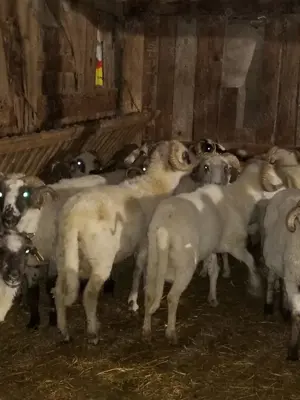 vand sau schimb - imagine 2