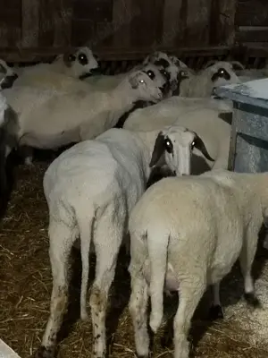 vand sau schimb - imagine 4