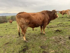 Vand taur Limousin   Limuzin