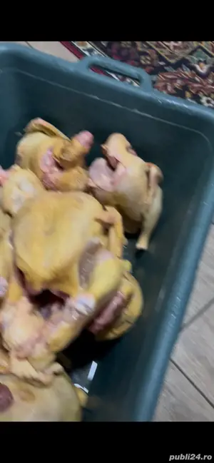 pui de vinzare - imagine 2